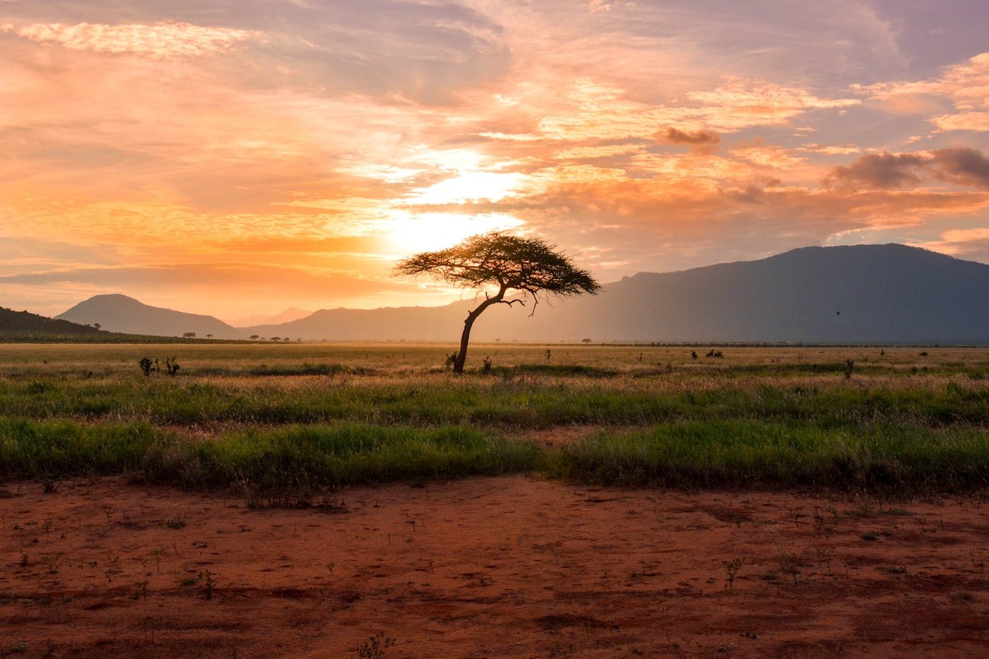 Lions in Serengeti