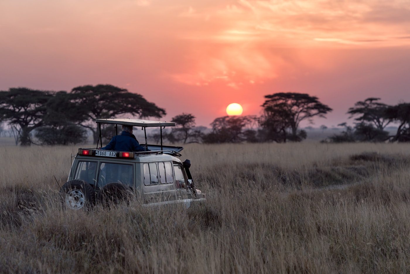 Elephants on safari in Tanzania