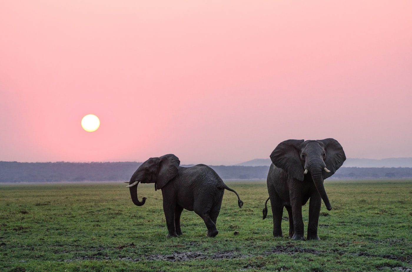 Safari jeep in Serengeti